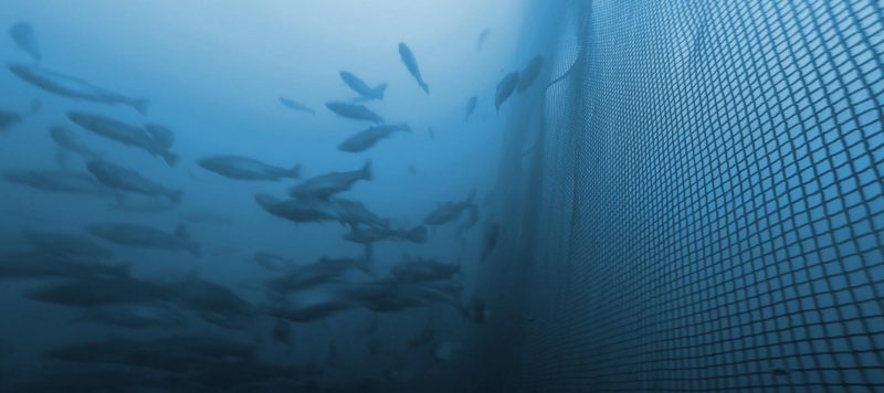 Net Inspection